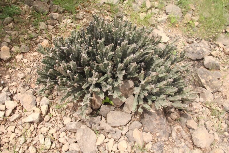 رغم فوائده الطبية العديدة: احذر من “الضجع”؛ فبعضه سام