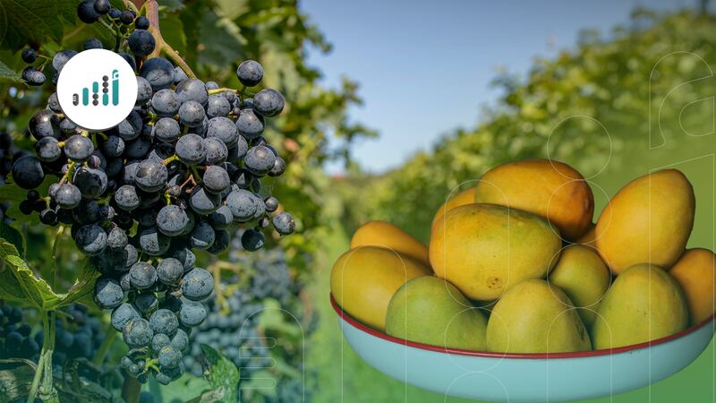 هذه الفواكه تحتاج للأجواء الحارة: فأهلا بالصيف