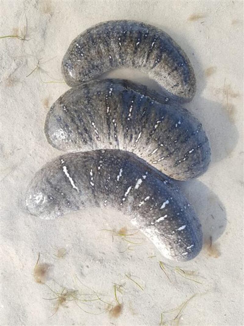 “فك البحر” مصدر رزق في محوت