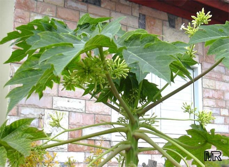 موجودة في السلطنة خصوصًا في ظفار: الباباظ” شجرة ذات فوائد غذائية وصحيّة