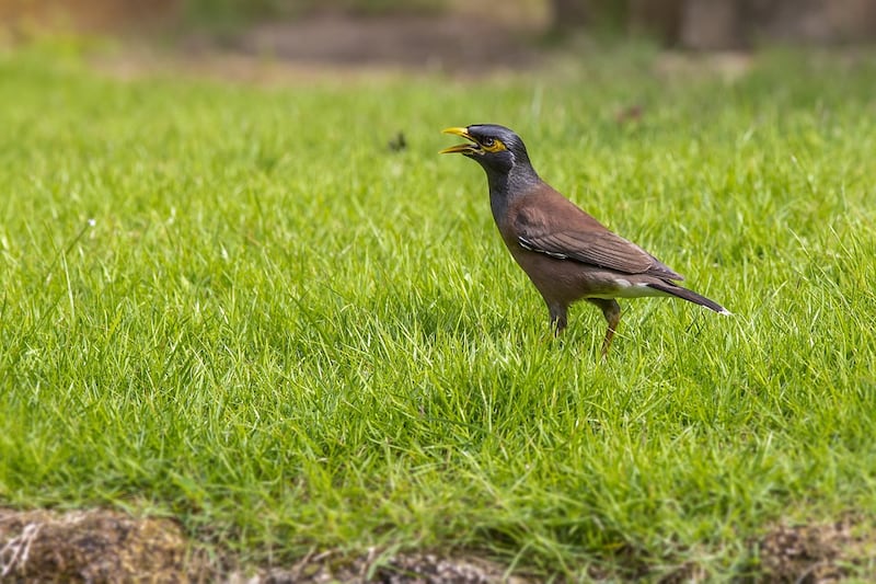 بيان توضيحي من هيئة البيئة حول ما يُتداول عن الطيور الغريبة