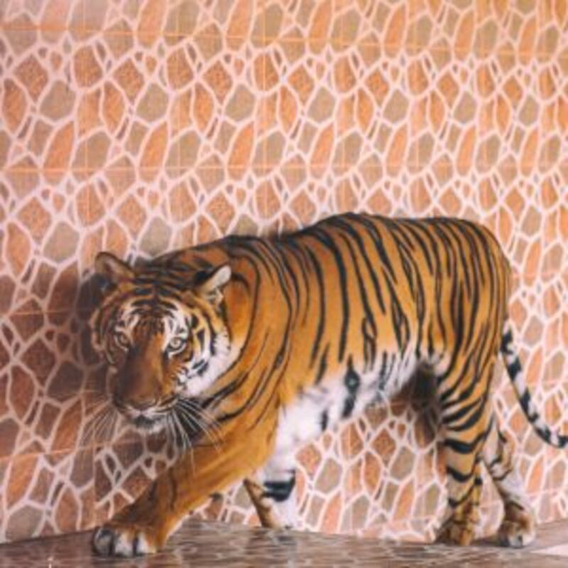 توجد به حيوانات نادرة: تعرّف على متنزه النعمان ببركاء