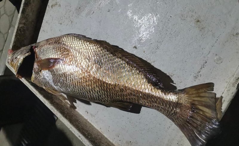 تستخدم طبيًا: مواطن يصطاد سمكة “صارف” النادرة؛ فماذا تعرّف عنها؟