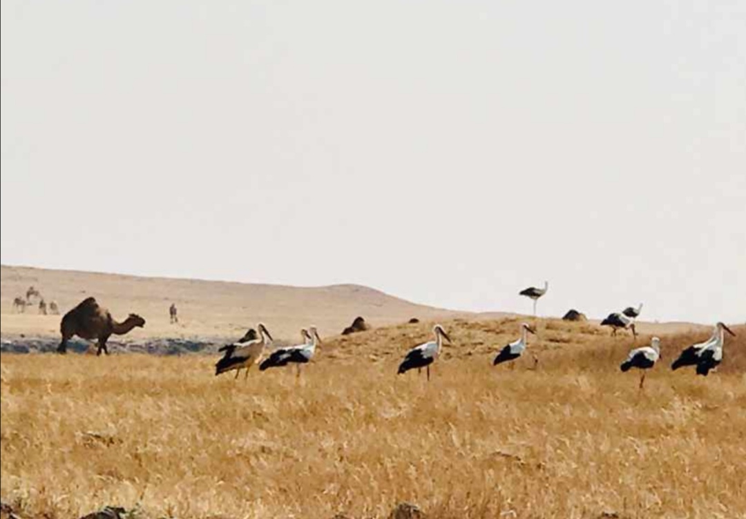 بالصور: طائر مُهاجِر يحّط رحاله في ظفار 