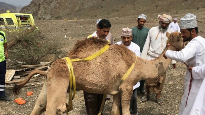 بالصور.. إنقاذ جمل سقط في بئر