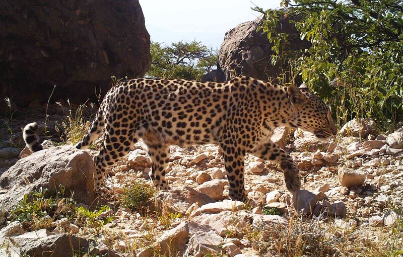 من التطوع إلى القيادة: العُماني الذي اهتم بصون النمر العربي منذ أكثر من 20 عامًا