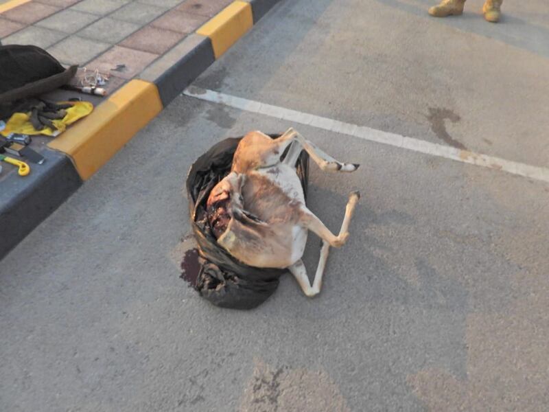 السجن والغرامة لـ 3 مواطنين صادوا غزلانًا عربية