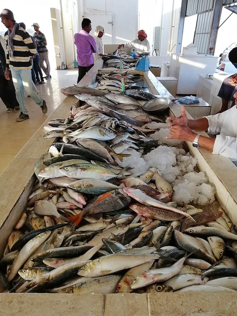 22 قرية بجعلان بني بوعلي تُصدِّر أسماكًا ذات جودة عالية