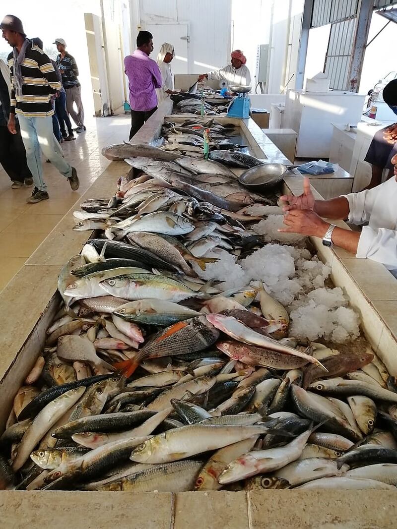 22 قرية بجعلان بني بوعلي تُصدِّر أسماكًا ذات جودة عالية