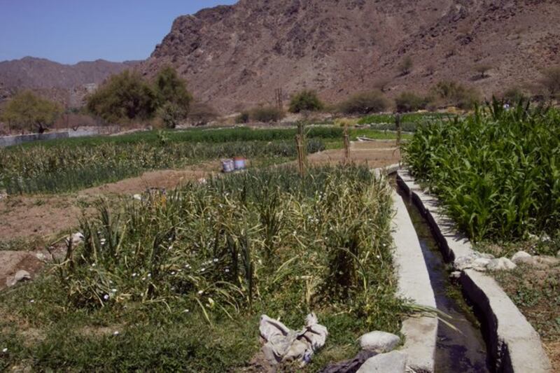 وال..قرية عُمانية أراضيها استُخدِمت لزراعة القمح