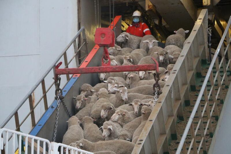 بالصور: استيراد أكثر من 10000 رأس غنم وعجل