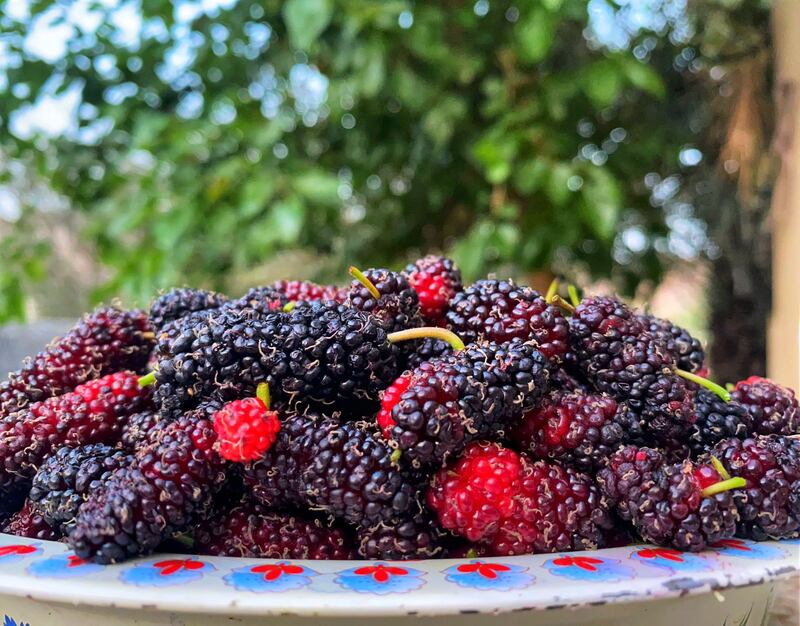 هل زرت وادي الحيول الذي يشتهر بالمحاصيل الزراعية الموسمية؟