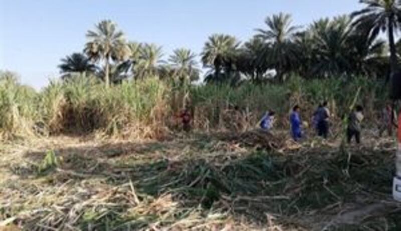 إنتاج زراعي وفير في إحدى ولايات السلطنة