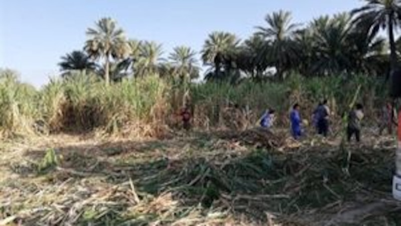 إنتاج زراعي وفير في إحدى ولايات السلطنة