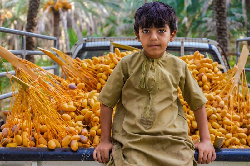 “التبسيل” موسم مهم وحرفة قديمة يمارسها المزارع العماني