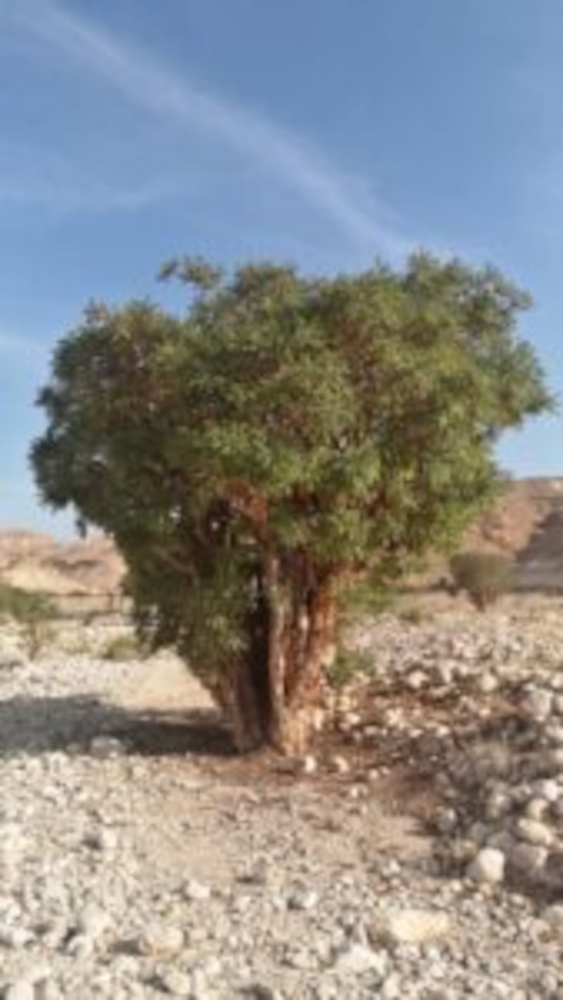 بالصور: حصاد اللبان برعاية السلطان