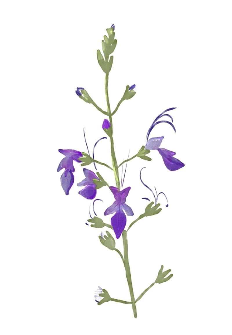 “السجاد البنفسجي” حاضر في استقبال جلالة السلطان؛ فإلى ماذا يرمز؟