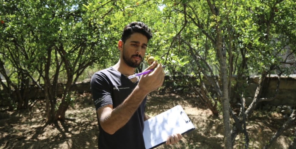 ما فائدة “طفيل الترايكوجراما” الذي أطلقته وزارة الثروة الزراعية؟