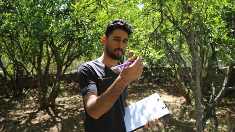 ما فائدة “طفيل الترايكوجراما” الذي أطلقته وزارة الثروة الزراعية؟
