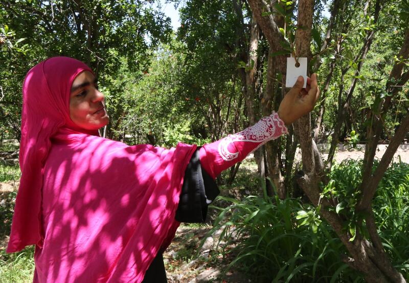 ما فائدة “طفيل الترايكوجراما” الذي أطلقته وزارة الثروة الزراعية؟