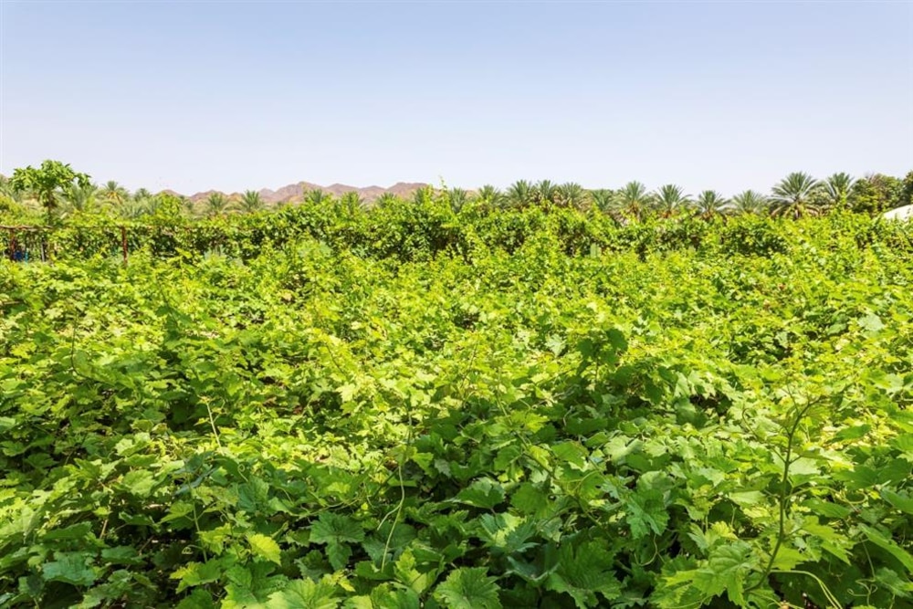 مشروع لتطوير زراعة العنب في السلطنة