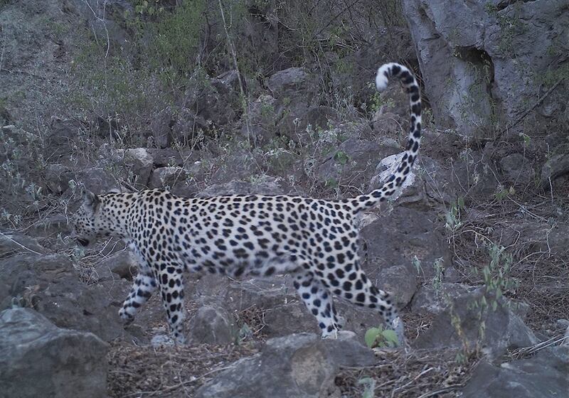 بالصور: دراسة جديدة تؤكد وجود النمر العربي في السلطنة