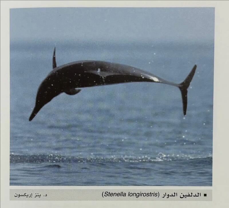 6 أنواع للدلافين في المياه العُمانية؛ فماذا تسمونها في ولايتكم؟