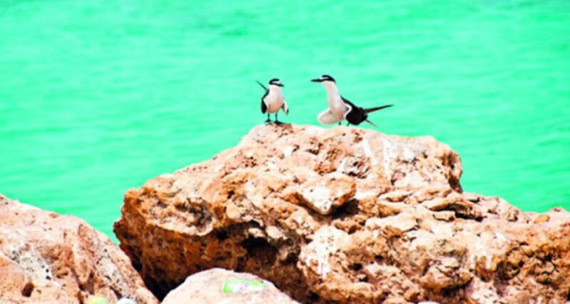 من الغد: فتح محمية جزر الديمانيات الطبيعية، لكن بإجراءات