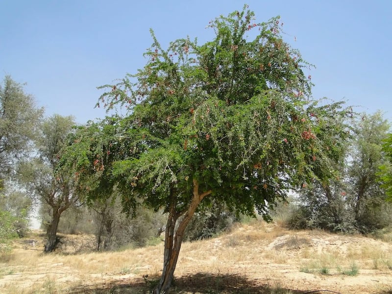 “اللوز الهندي” له مسميات وفوائد كثيرة؛ فهل سمعت به؟