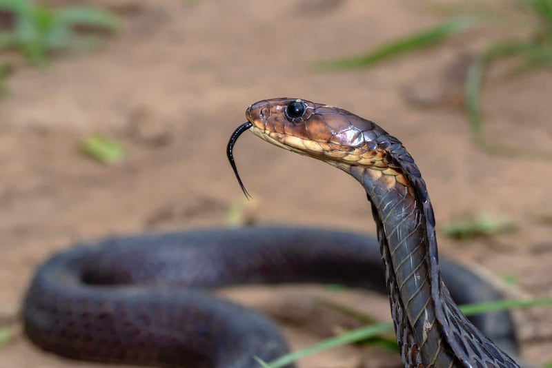 نحو 22 نوعًا من الثعابين موجودة في محافظاتنا؛ فماذا تفعل لو لدغك أحدها؟