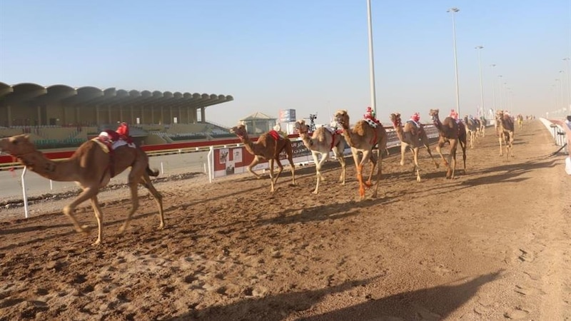 نتائج من مهرجان البشائر السنوي