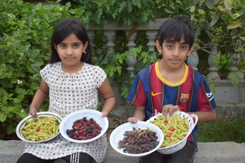 5 أنواع لـ “الفرصاد” في عبري، هل تعرفها؟