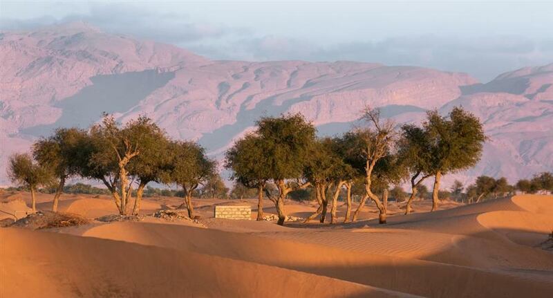 “حصينة”.. كثبان ذهبية يقصدها السياح