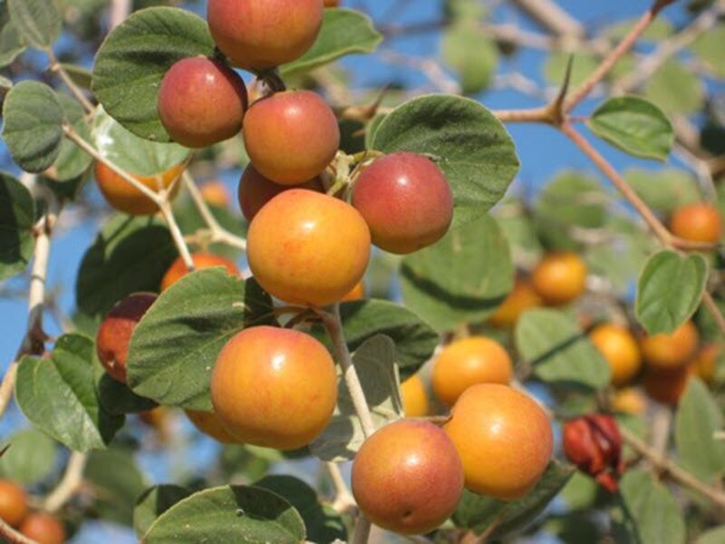 “السدرة” صيدلية متكاملة؛ فهل تعرف فوائدها؟