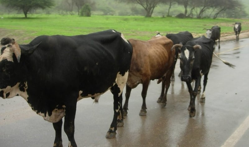 الحيوانات “تصوم” في أرياف ظفار.. ومختص يوضح