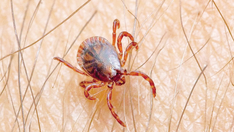 اتباع الإرشادات الوقائية والذبح في المسالخ يحمي من الكونغو النزفية