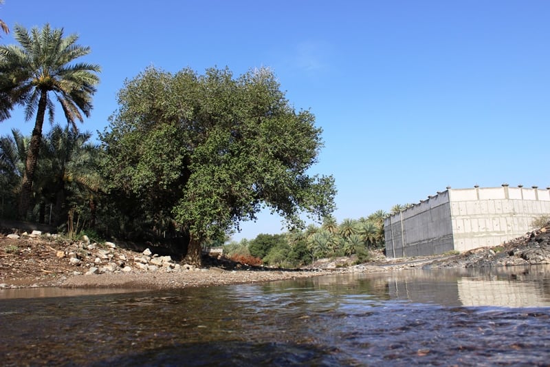 بالصور: القرية العمانية ذات المياه الوفيرة والأشجار الوارفة والآثار القديمة