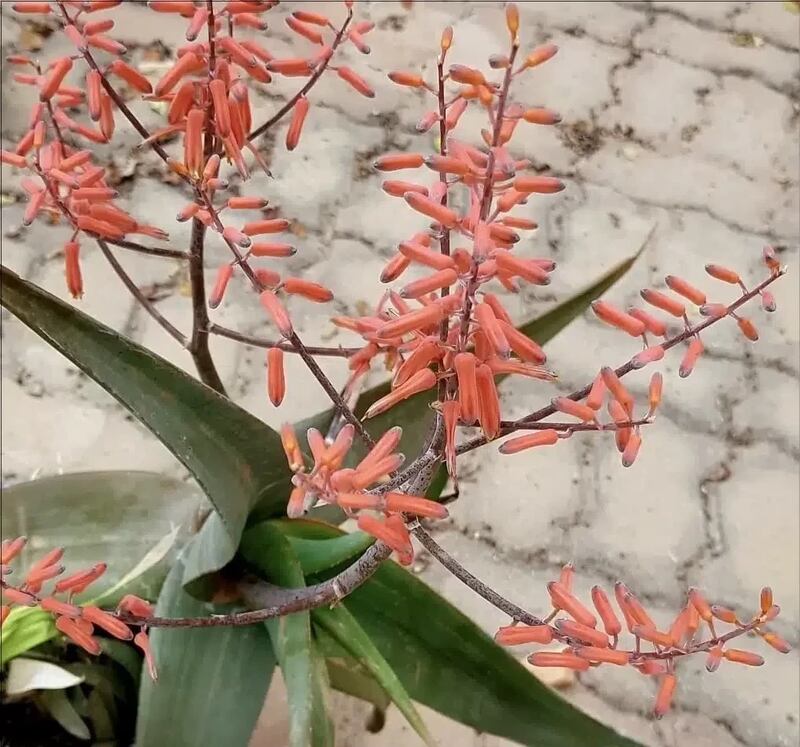 نوعان لها يوجدان في ظفار: ماذا تعرف عن “الألوة” واستخداماتها؟