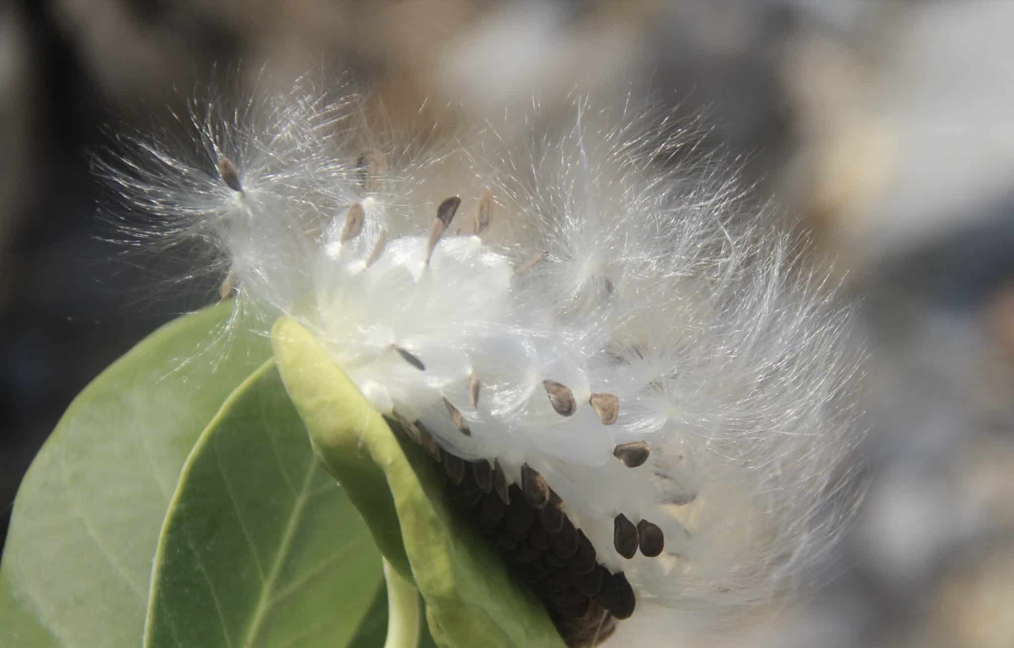 هذا النبات المحلي له فوائد واستخدامات عديدة إلا أنه قد يؤدي إلى فقدان البصر، فكيف يمكن التعامل معه؟