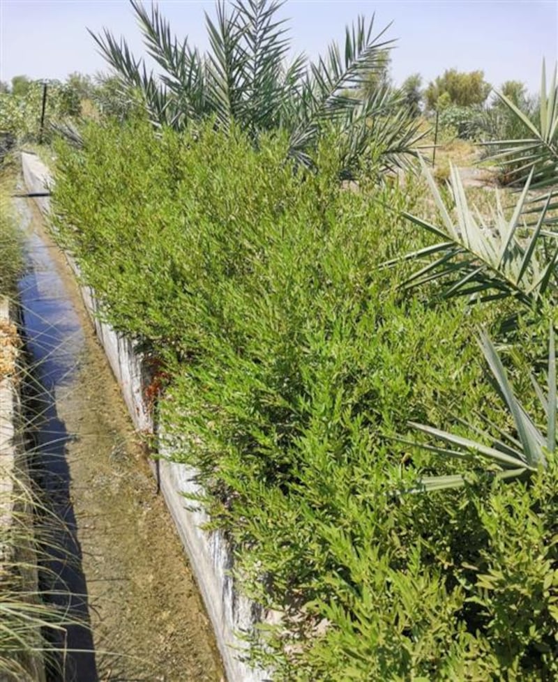 “المتك” شجرة تُستخدم لعلاج بعض الأمراض