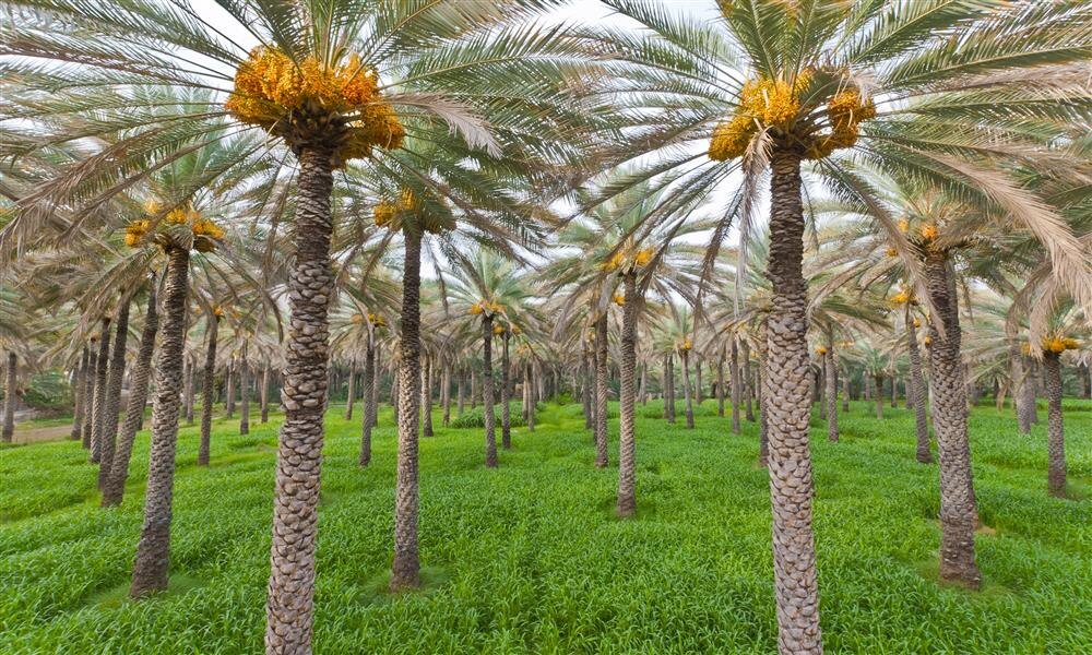 في 2022: توزيع قطع من الأراضي البيضاء لأصحاب المواشي