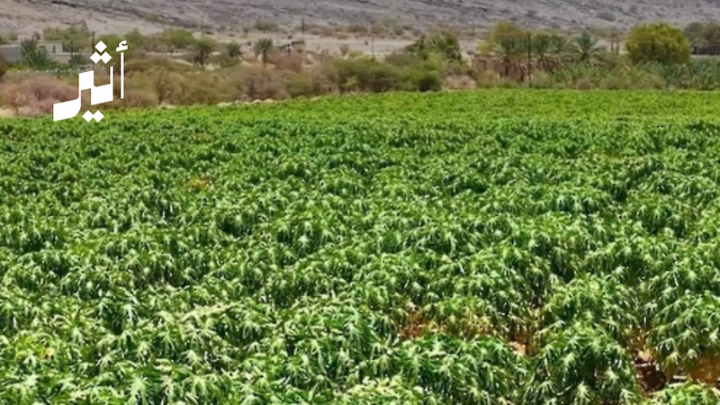 بمقوّمات طبيعية وظّفها أحد أبناء المحافظة: مشروع في الداخلية ينتج أطنانًا من ”الفيفاي“