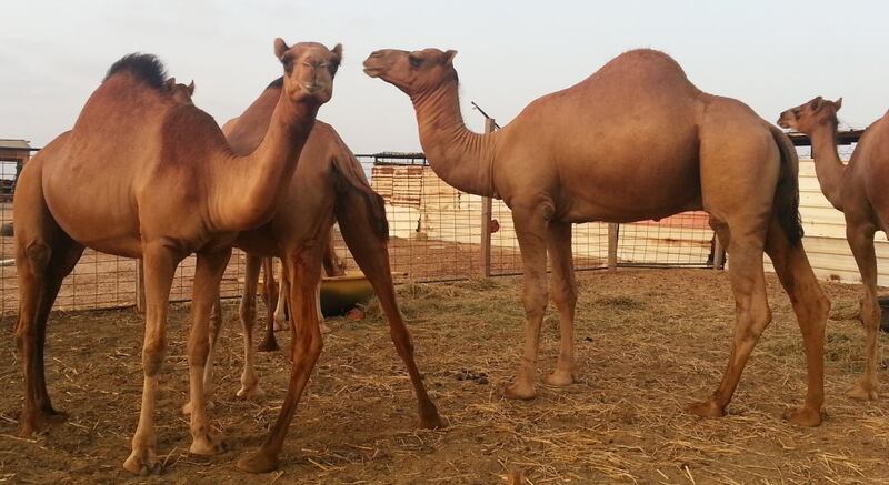 قرار جديد حول دخول الإبل للسلطنة