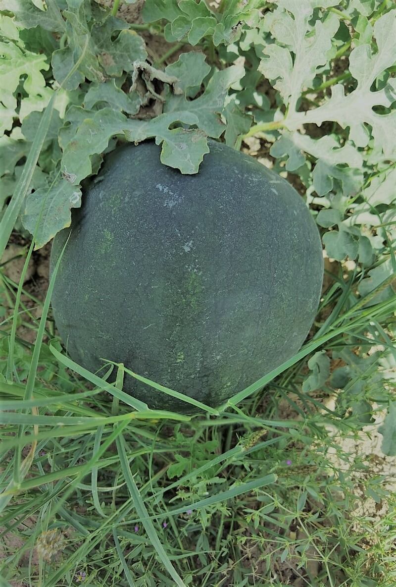 بالصور: مواطن يحقق إنتاجية كبيرة من زراعة الجح