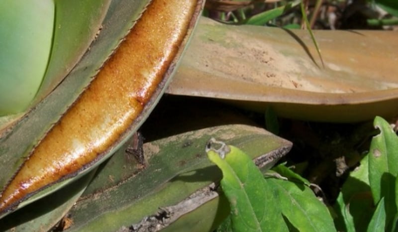 (طُف): النبتة المعجزة ورفيقة نساء ظفار، فماذا تعرف عنها؟