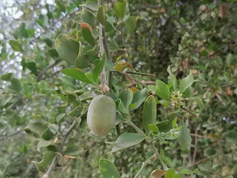 بلح الصحراء: دواء وغذاء؛ فماذا تعرف عنه؟