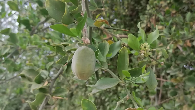 بلح الصحراء: دواء وغذاء؛ فماذا تعرف عنه؟