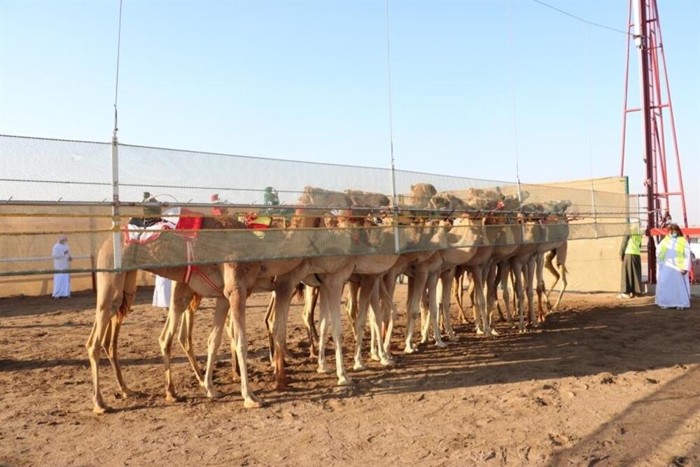 تعرّف على نتائج سباق اليوم من مهرجان البشائر السنوي للهجن