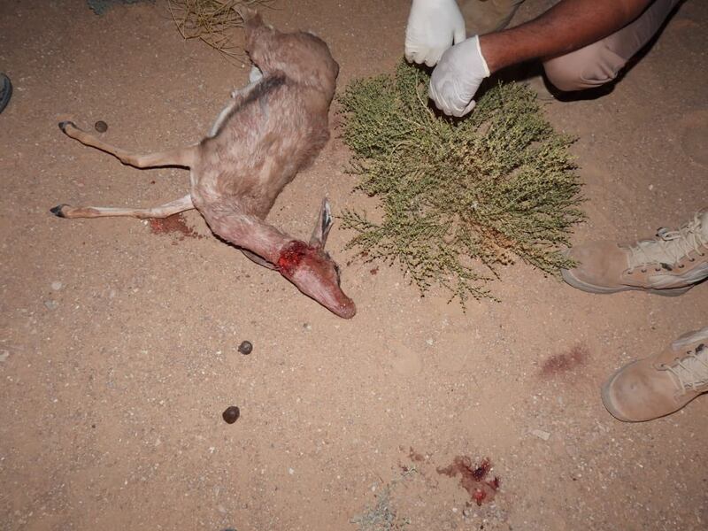 ضبط شخصين قاما بصيد غزال عربي