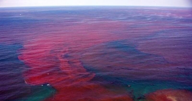 مؤشرات على “المد الأحمر”.. وتنبيه للصيادين